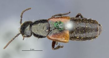 Media type: image;   Entomology 305335 Aspect: habitus dorsal view